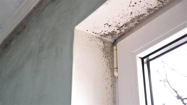 Best Professional Mold Removal  in Thornton, CO