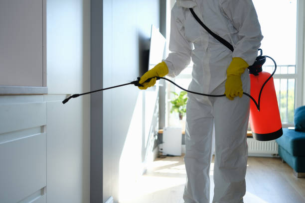 Best Office Mold Removal Services  in Thornton, CO