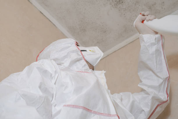 Mold Removal and Inspection in Thornton, CO