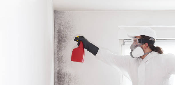 Best Mold Remediation  in Thornton, CO