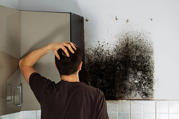 Best Certified Mold Removal  in Thornton, CO