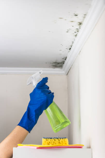 Attic Mold Removal in Thornton, CO